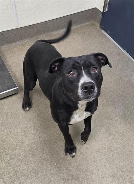 Unknown - Pit Bull Terrier