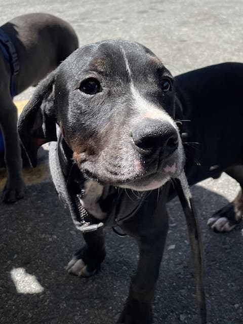Unknown - Pit Bull Terrier