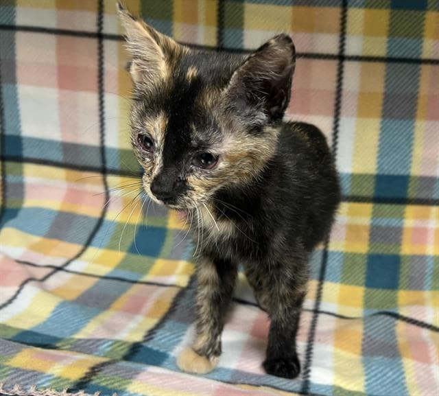 Pixie - Domestic Short Hair