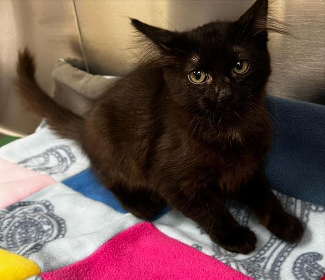 Unknown - Domestic Short Hair