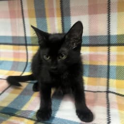 Mavis image 1