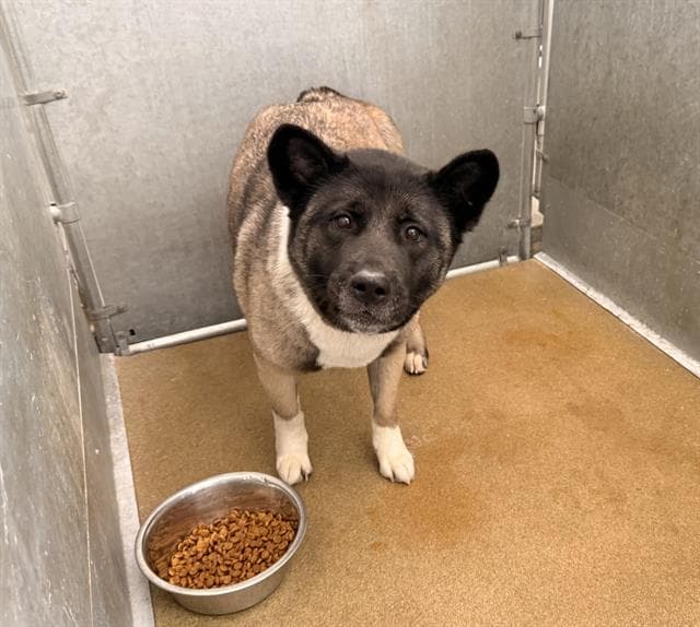 Ezzy Rescue Only - Akita