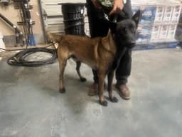 Tyson Rescue Only image 1