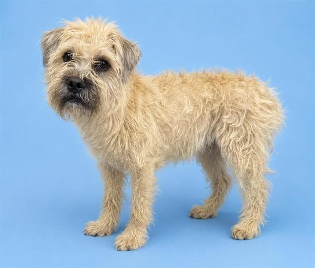 Thaddeus - Border Terrier