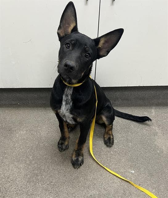 Twyla - Doberman Pinscher