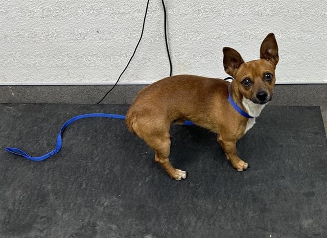 Nacho - Chihuahua