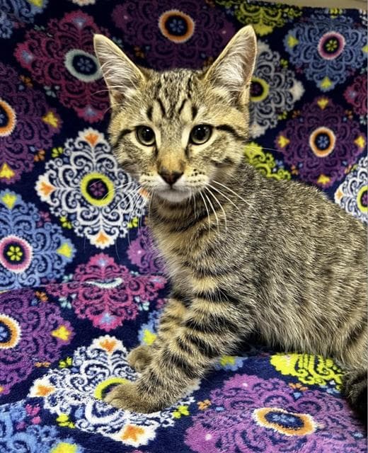 Unknown - Domestic Short Hair