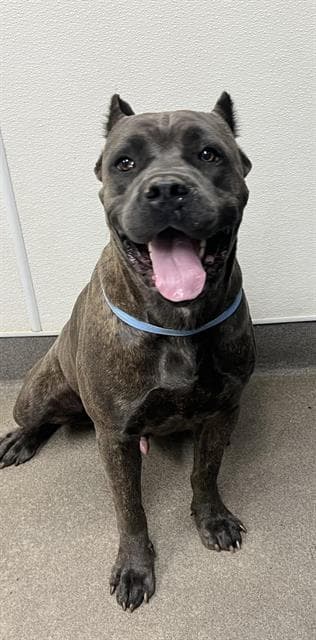 Tank - Cane Corso Mastiff