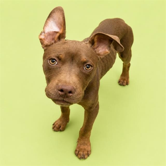 Twix - Pit Bull Terrier