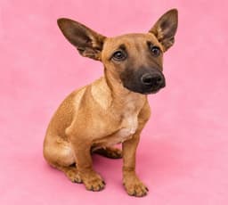 Sadie image 1