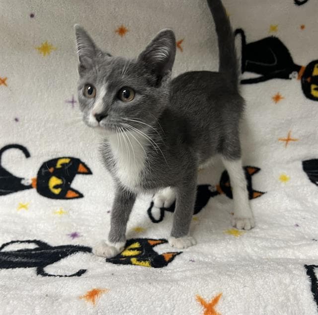 Unknown - Domestic Short Hair