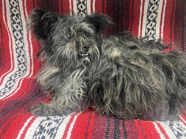 Chill Bill - Yorkshire Terrier Yorkie