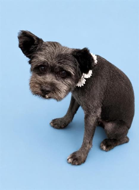 Chill Bill - Yorkshire Terrier Yorkie