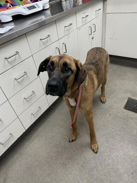 Lady Woofington - Great Dane