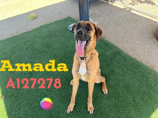 Lady Woofington - Black Mouth Cur