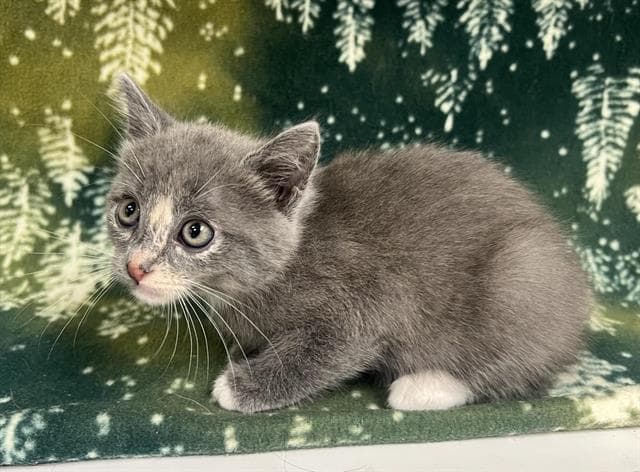 Margo - Domestic Short Hair