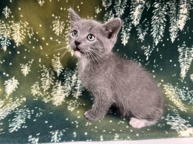 Winnie - Domestic Short Hair