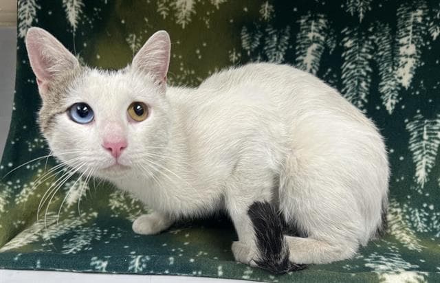 Bowie - Domestic Short Hair