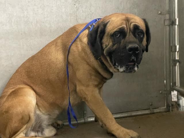 Bruce - Mastiff
