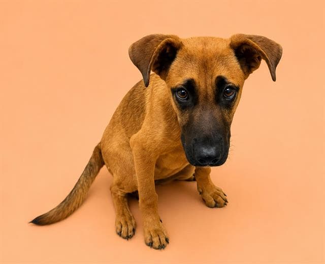 Rolo - German Shepherd Dog
