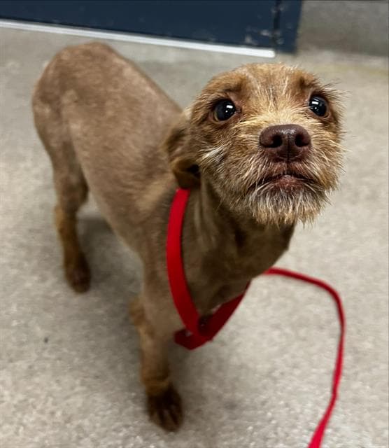 Hershey - Cairn Terrier