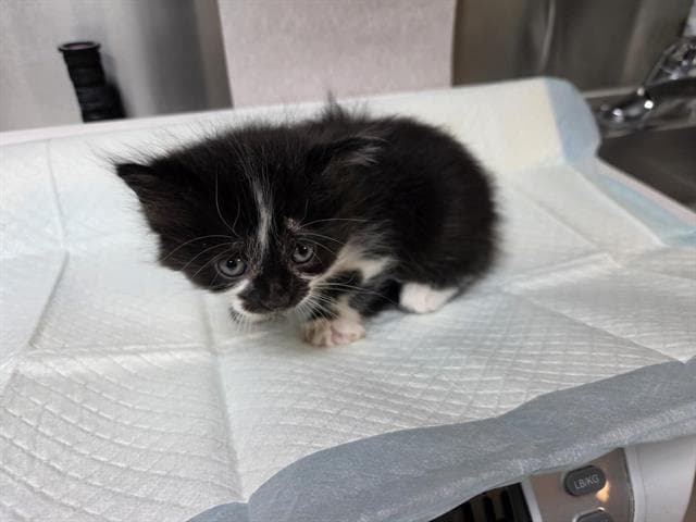 Panda Rescue Only - Domestic Long Hair