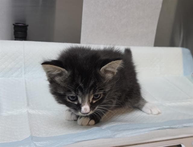 Coyote Rescue Only - Domestic Long Hair