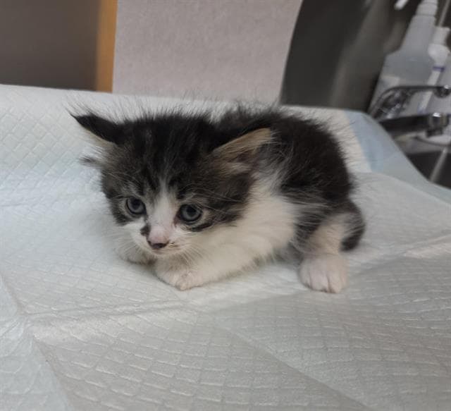 Bunny Rescue Only - Domestic Long Hair