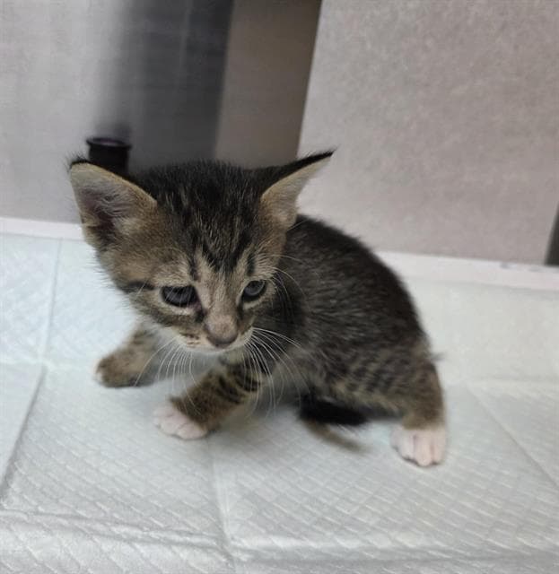 Batty Rescue Only - Domestic Short Hair