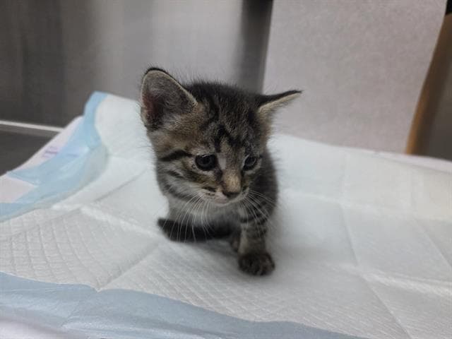 Wolf Rescue Only - Domestic Short Hair