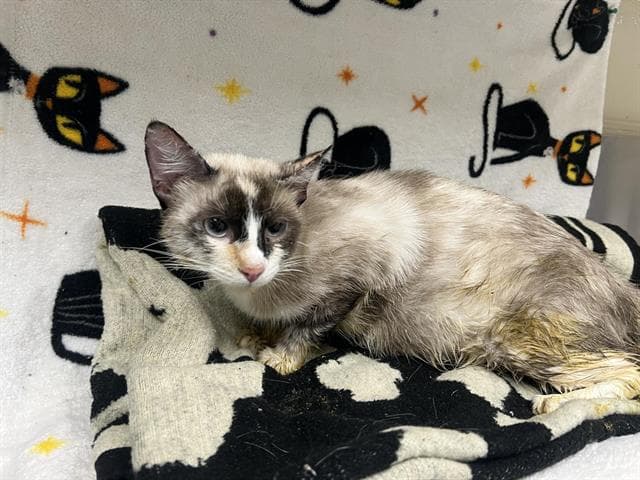 Unknown - Domestic Medium Hair