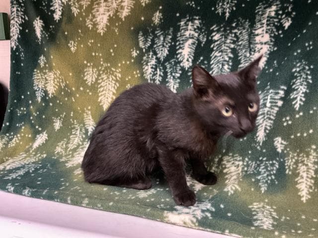 Unknown - Domestic Short Hair