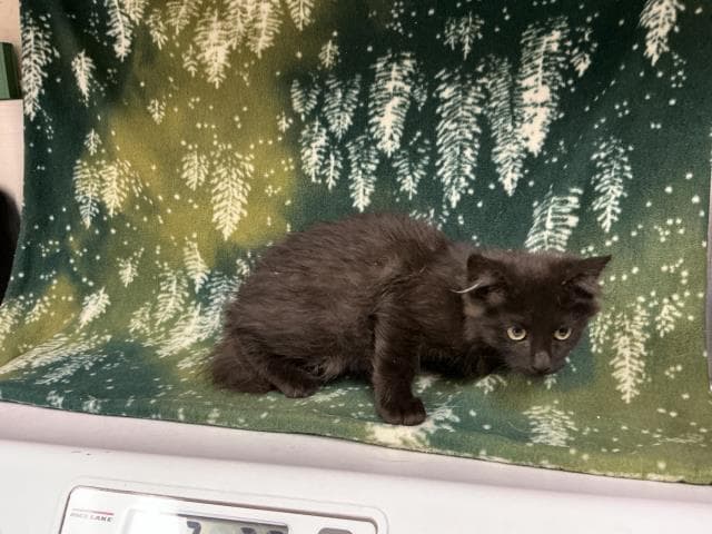 Unknown - Domestic Long Hair