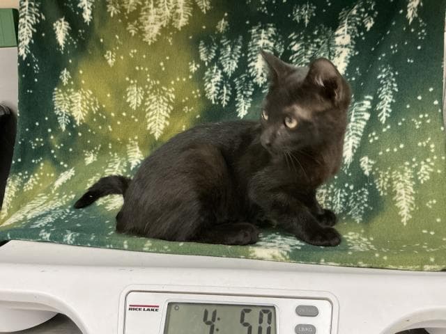 Unknown - Domestic Short Hair