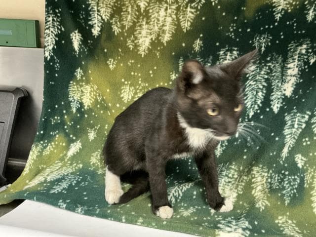 Unknown - Domestic Short Hair