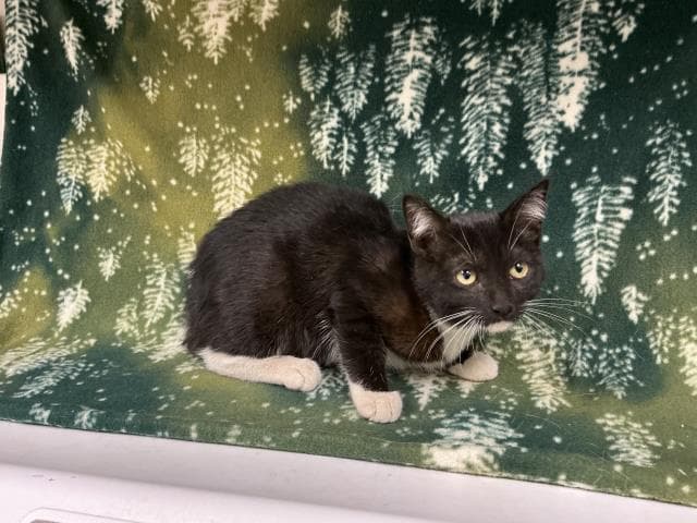 Unknown - Domestic Short Hair