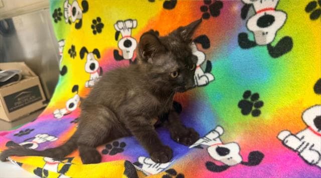 Unknown - Domestic Short Hair