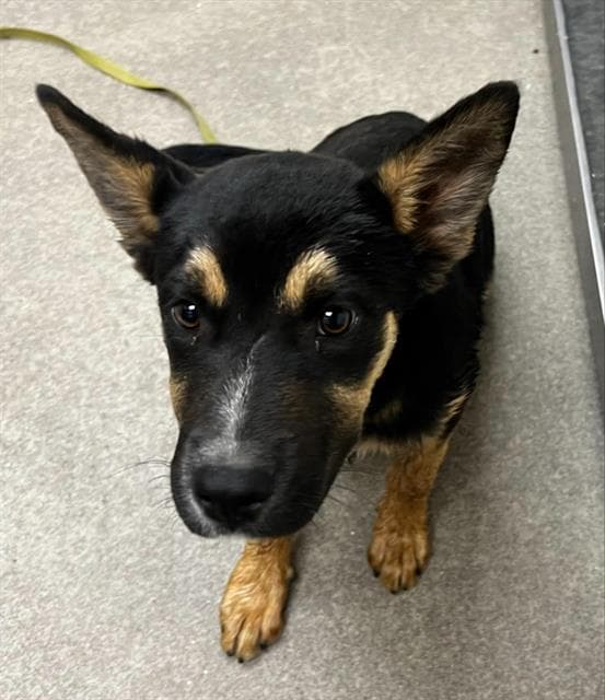 Unknown - German Shepherd Dog