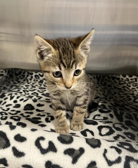 Unknown - Domestic Short Hair