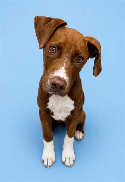 Unknown - German Shorthaired Pointer