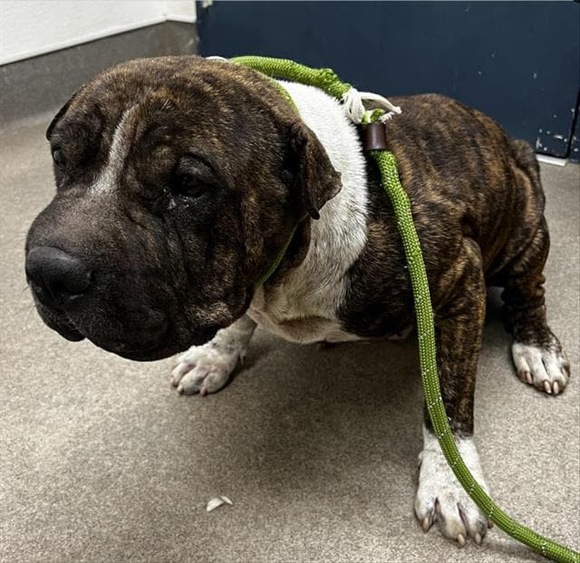 Unknown - Chinese Shar-Pei