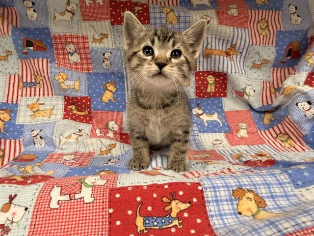 Unknown - Domestic Short Hair