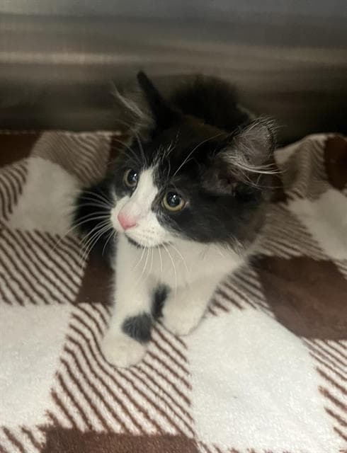 Unknown - Domestic Medium Hair