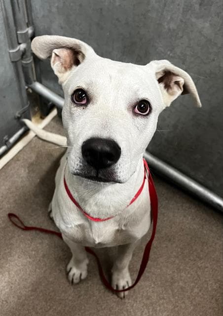Unknown - American Staffordshire Terrier