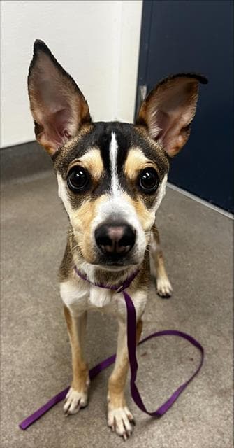 Lord Littleton - Chihuahua