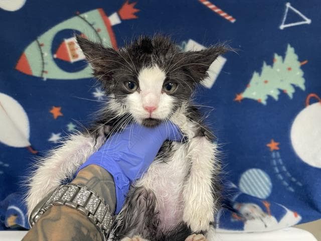 Willow - Domestic Short Hair