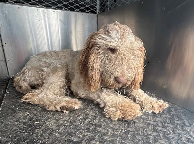 Unknown - Poodle (Miniature)