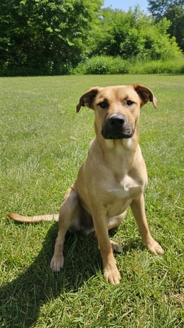 Unknown - Labrador Retriever