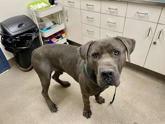 Bruce - Cane Corso Mastiff