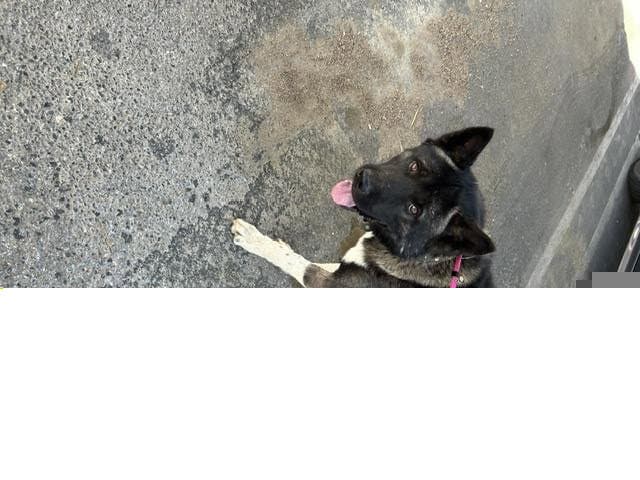 Goku - Akita